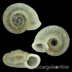 IMG_detallada/Vallonia pulchella.jpg